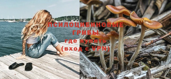 стаф Алзамай