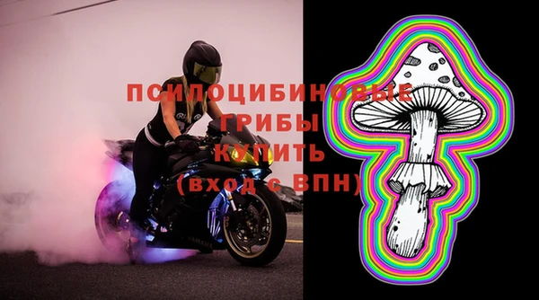 стаф Алзамай
