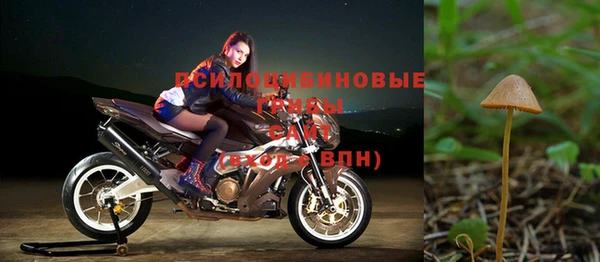 стаф Алзамай